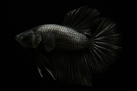 Signs Your Betta Fish Is Stressed and How to Help