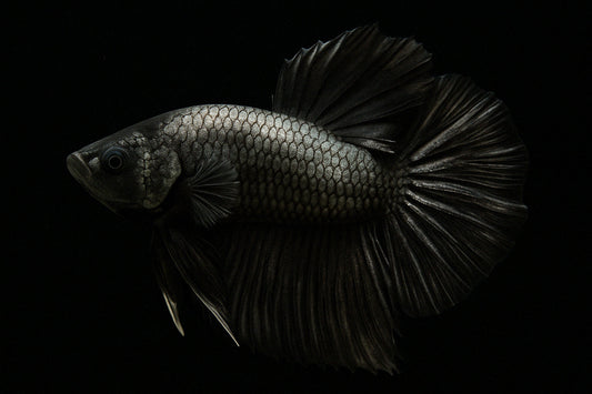 How to Perform Water Changes Without Destroying a Betta Bubble Nest