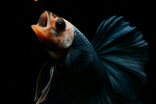 When to Remove the Male Betta After Fry Become Free-Swimming