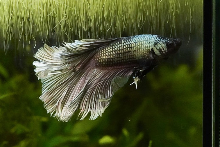 HM Copper Male Betta (individually pictured)