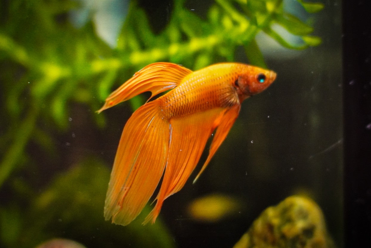 Survivor Series Rescue – Orange Veiltail Betta (Male)