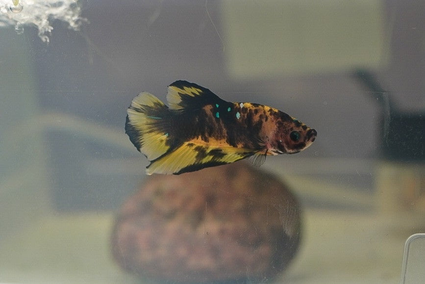 pk koi male (individually pictured)
