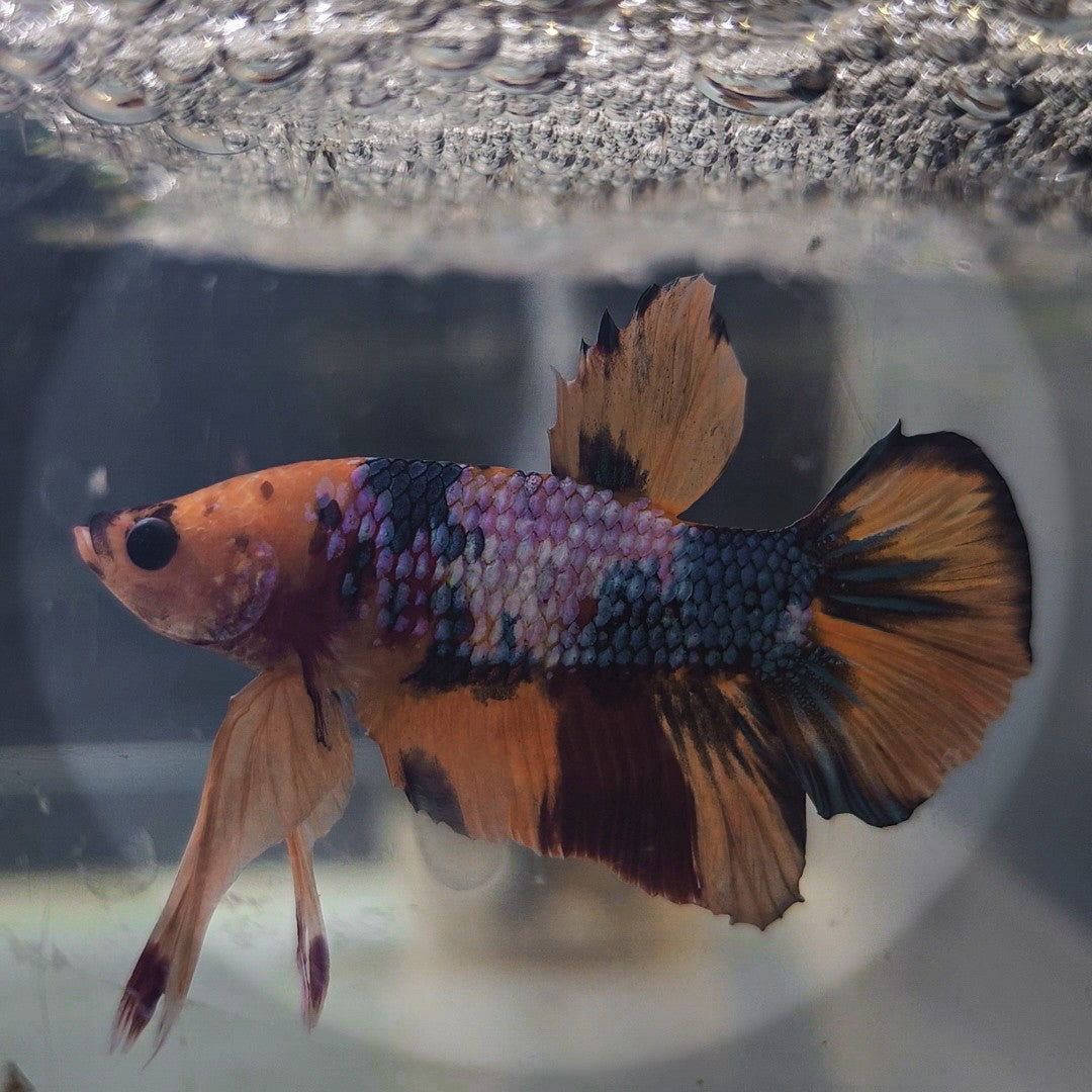PK Nemo Candy Koi Male Betta