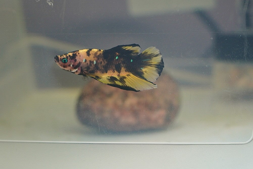 pk koi male (individually pictured)
