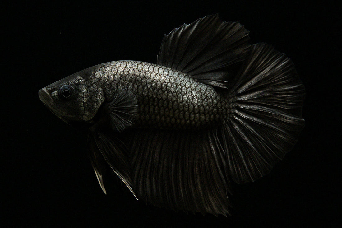 How to Perform Water Changes Without Destroying a Betta Bubble Nest