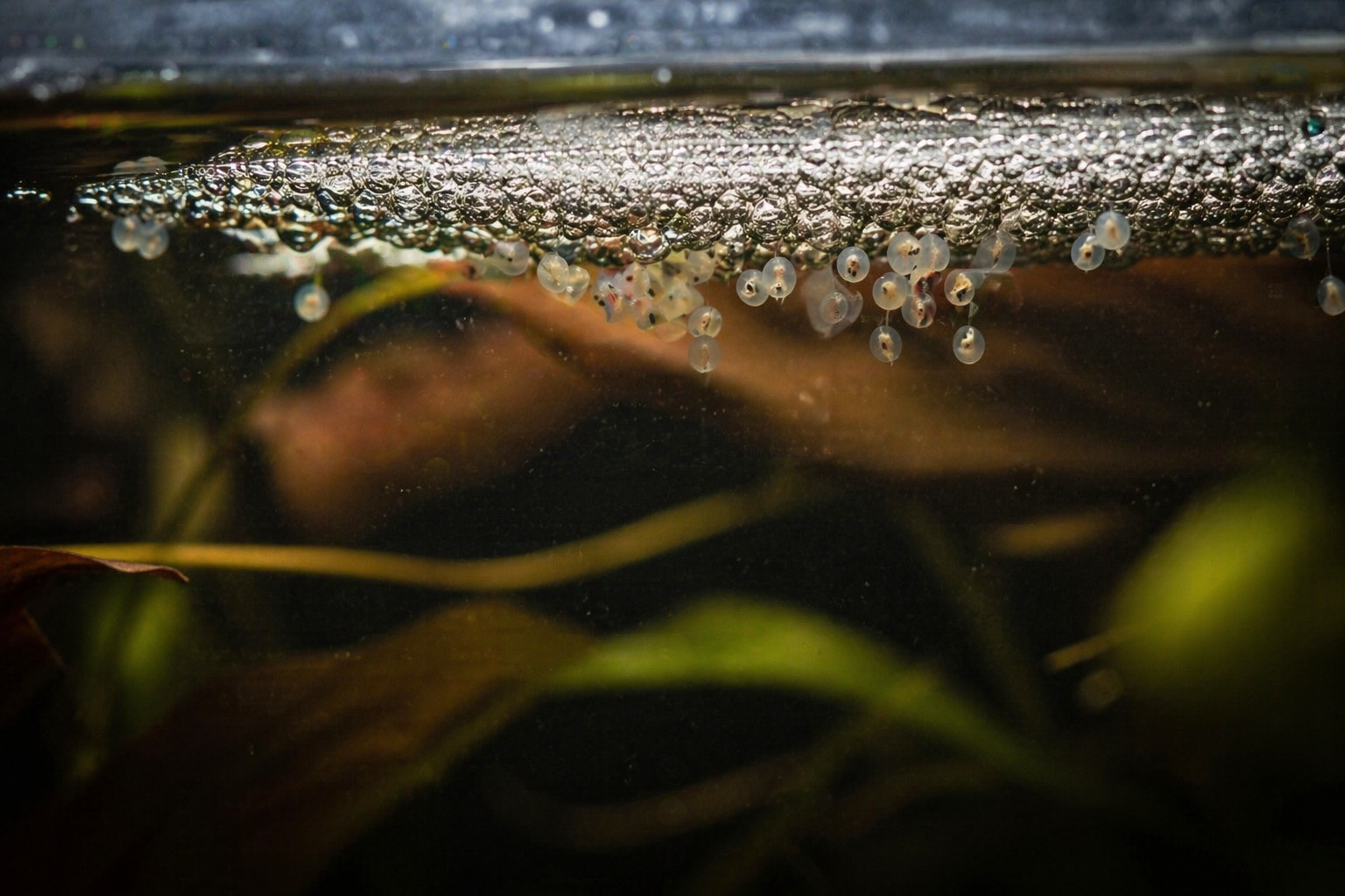 Close-up of betta fish eggs in a bubble nest at the water surface, showing developing fry in a breeding tank environment