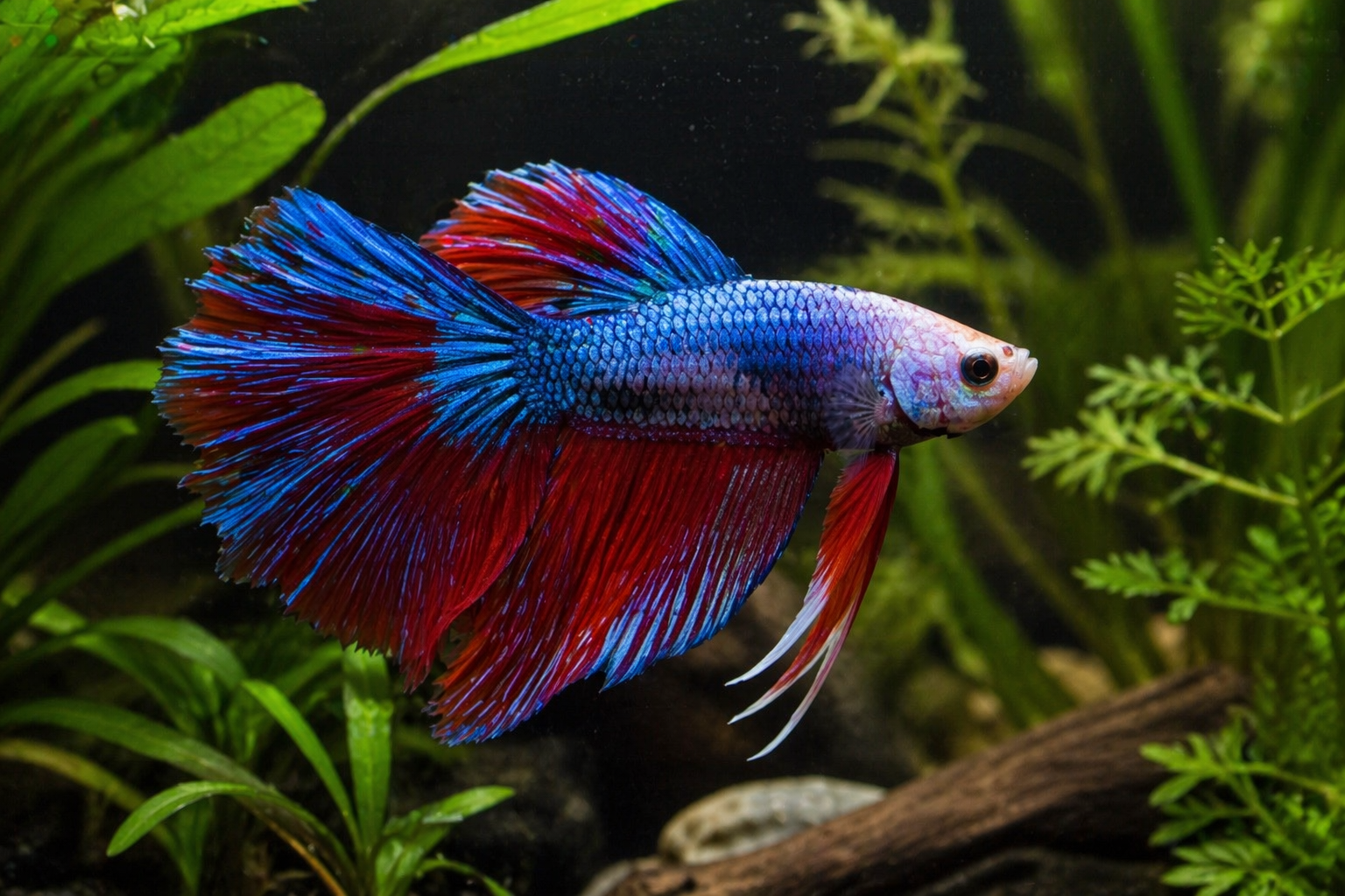 Healthy betta fish in planted tank setup with live plants and natural aquascape ideal for growth and color