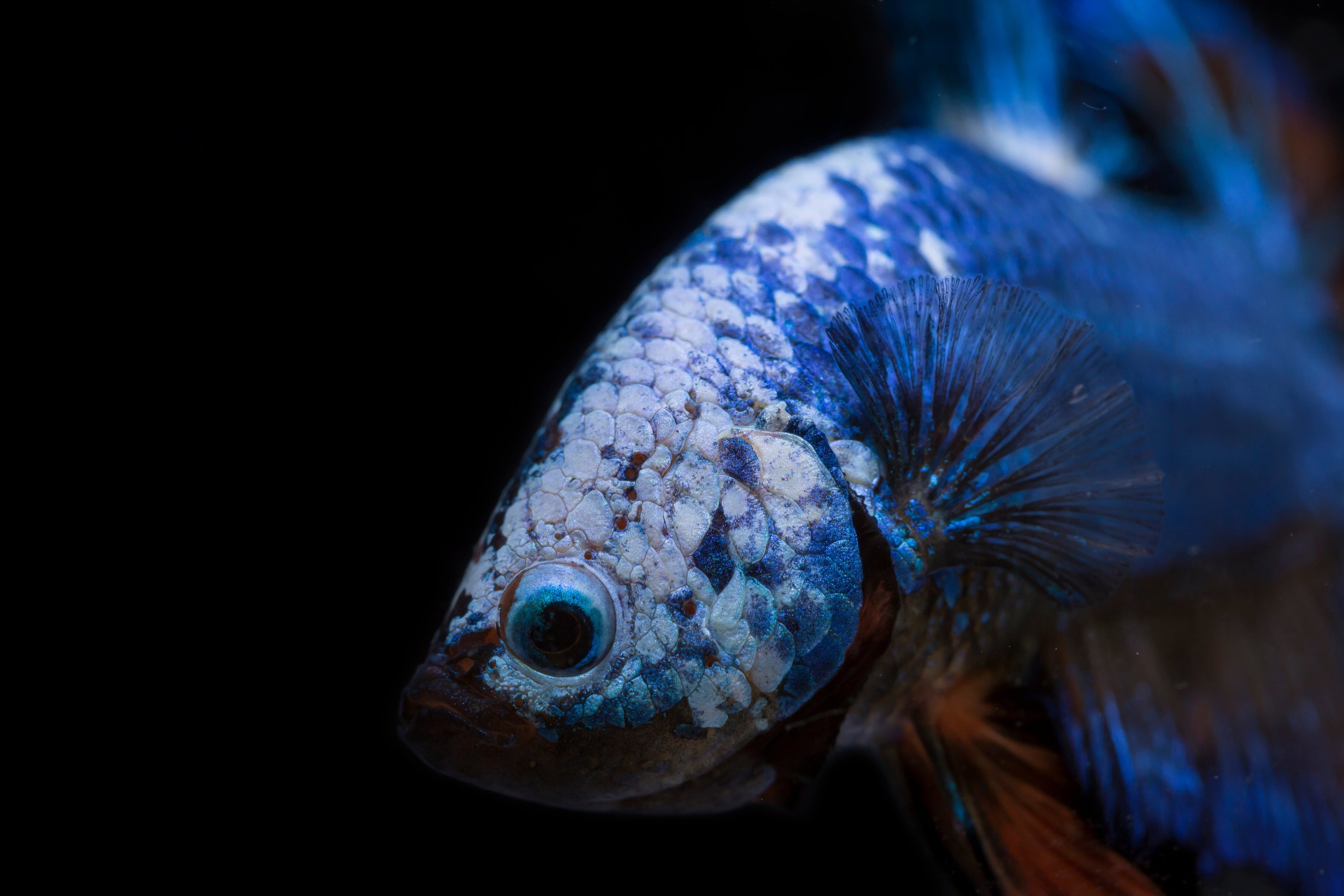 white and blue betta fish with black background