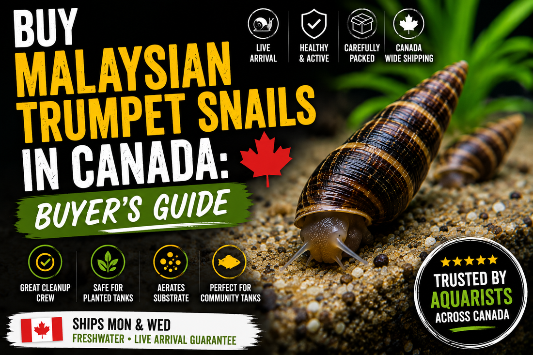 Buy Malaysian Trumpet Snails in Canada: Buyer's Guide