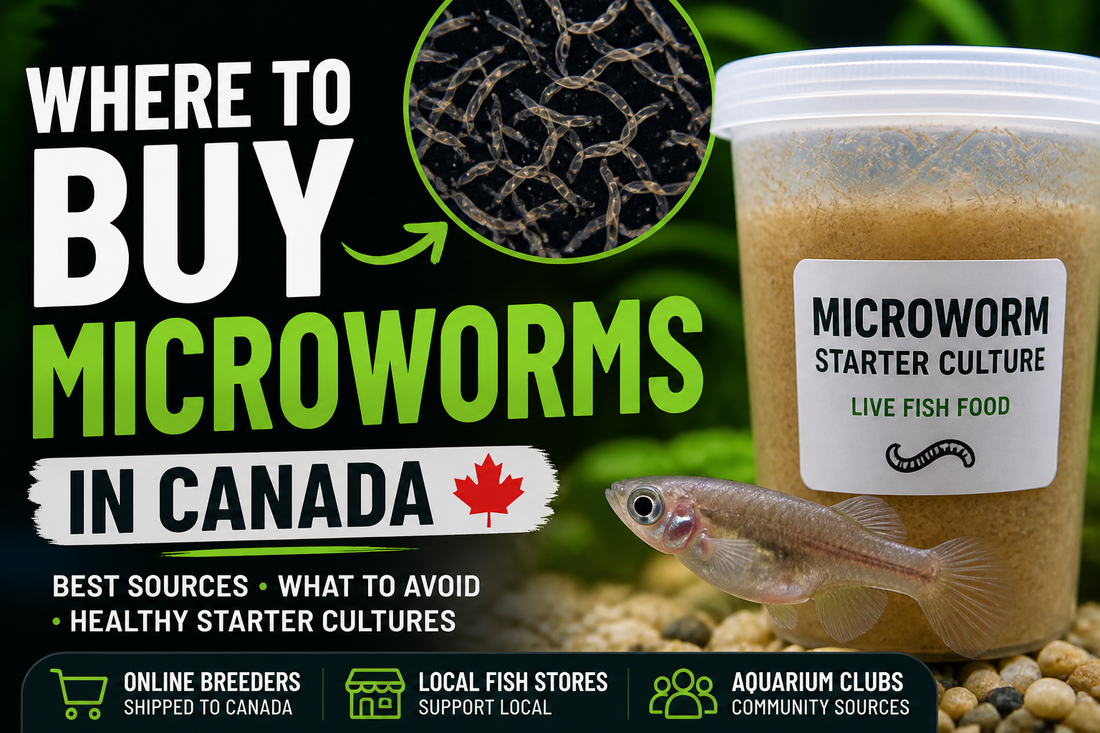     Buy microworms in Canada – live fish food starter culture for bettas, fry, and aquarium breeders with healthy microworm cultures