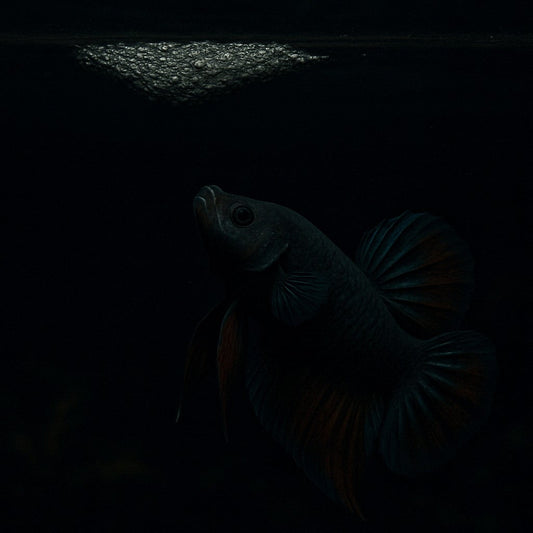 How to Breed Bettas at Home: The Ultimate Step-by-Step Guide