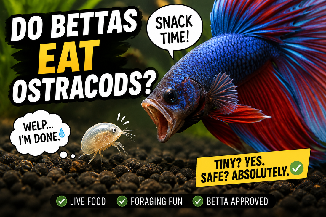 Colourful betta fish hunting tiny ostracods (seed shrimp) in a planted aquarium with humorous "Do Bettas Eat Ostracods?" artwork illustrating natural live-food foraging behaviour.