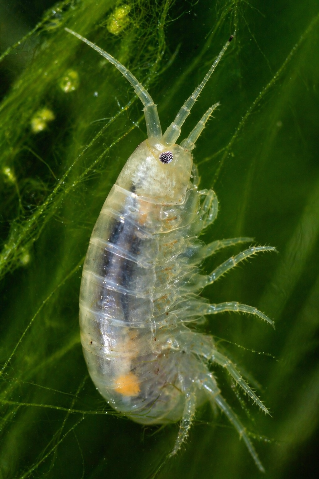 Freshwater scuds feeding on biofilm and algae inside a planted aquarium
