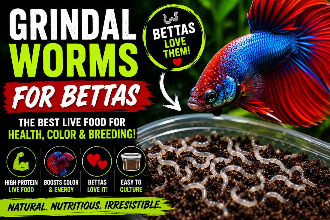 Betta fish eating live grindal worms, a high-protein live food used for betta health, coloration, conditioning, breeding, and growth.