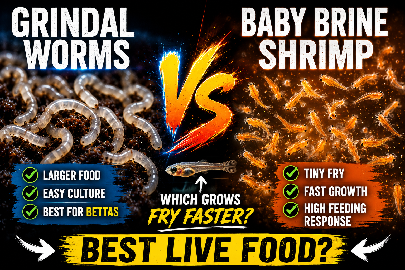 Grindal worms vs baby brine shrimp comparison showing two popular live foods used for betta fry growth, fish breeding, and aquarium fish nutrition.