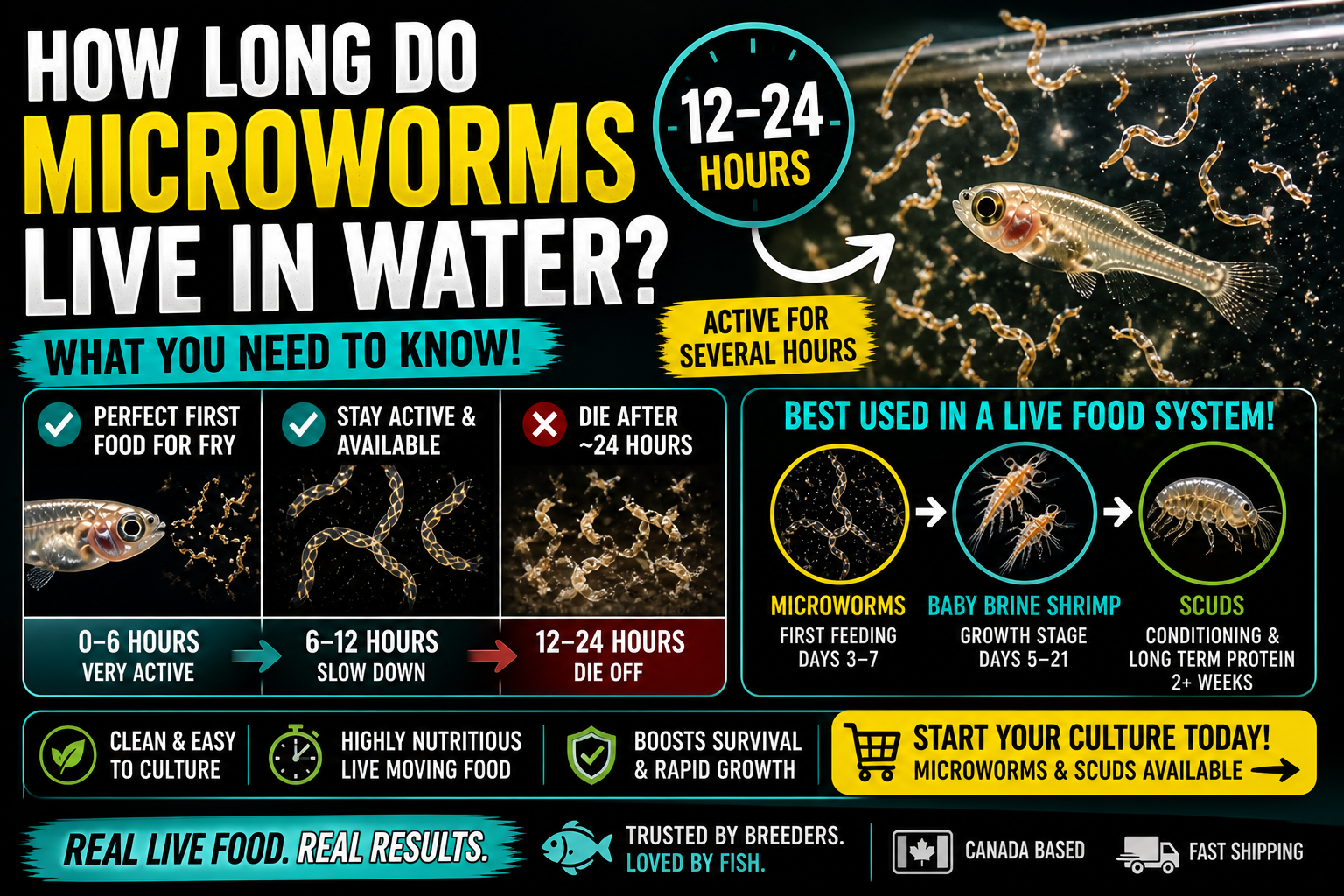 How long microworms live in water showing 12 to 24 hour lifespan in aquarium, live fish food behavior for fry feeding and transition to brine shrimp and scuds