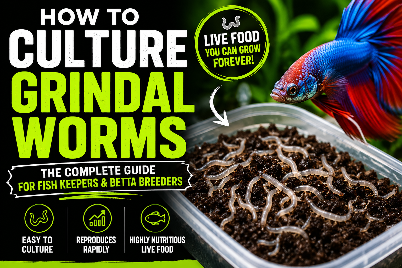 How to culture grindal worms in a container with a betta fish, showing a productive live food culture for betta breeding, fry growth, and aquarium fish feeding.