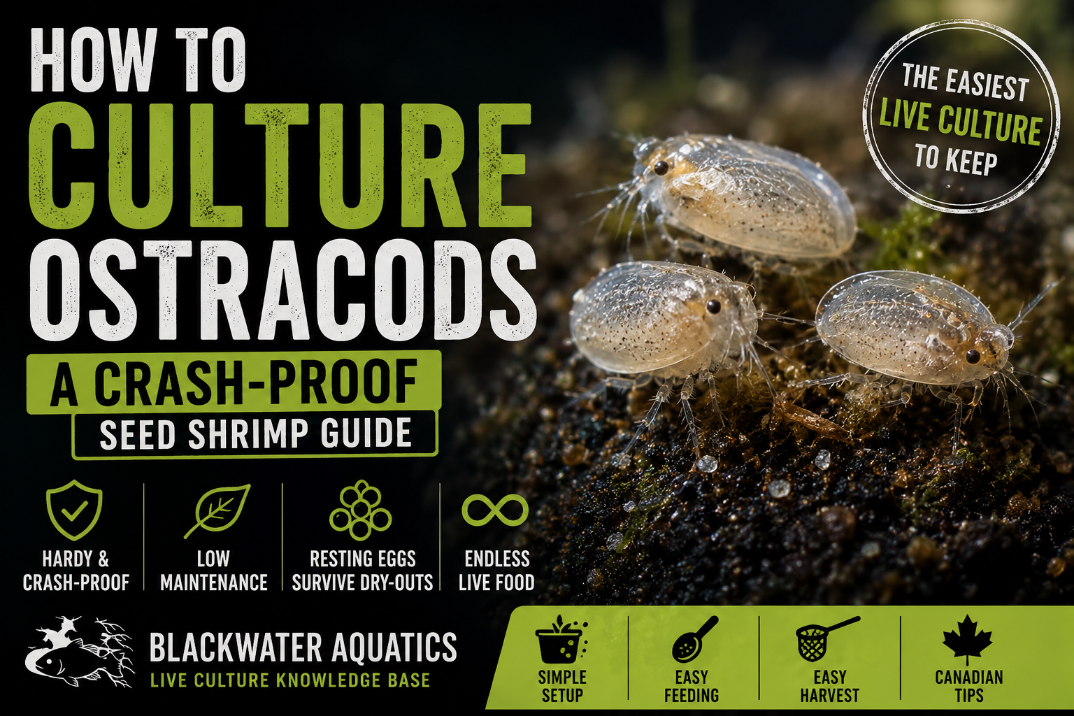 How to Culture Ostracods: Complete Seed Shrimp Culture Guide