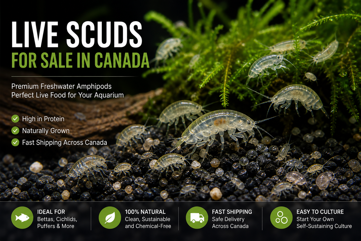 Live freshwater scuds (amphipods) in aquarium substrate and plants with text promoting scuds for sale in Canada as high-protein live fish food for bettas, cichlids, and aquarium fish