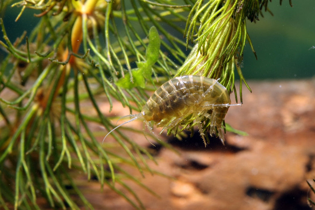 Live aquarium scud in planted tank