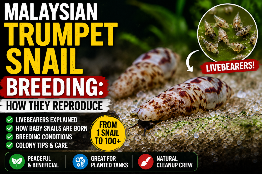 Malaysian Trumpet Snails (Melanoides tuberculata) breeding in a freshwater aquarium with juvenile livebearing snails on sandy substrate