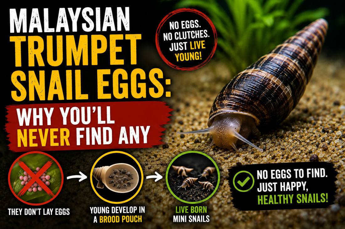 Malaysian trumpet snail on aquarium substrate explaining why this livebearing species never lays visible egg clutches, instead giving birth to fully formed young in a freshwater aquarium.