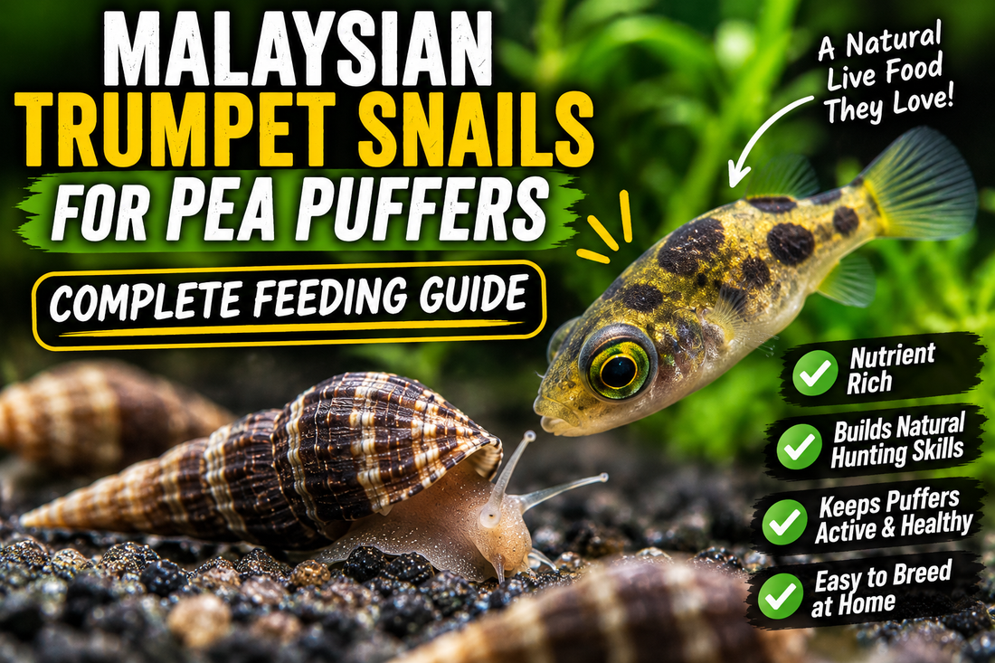 Close-up of a pea puffer investigating Malaysian trumpet snails in a planted freshwater aquarium, illustrating how trumpet snails can be used as a natural food source.