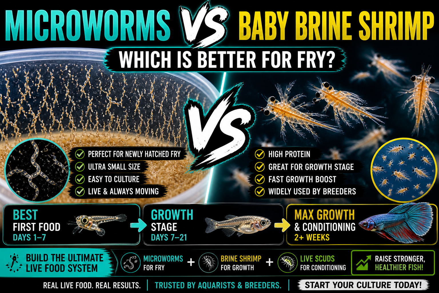 Microworms vs baby brine shrimp comparison showing best live food for fish fry, including feeding stages and transition to scuds for growth and conditioning