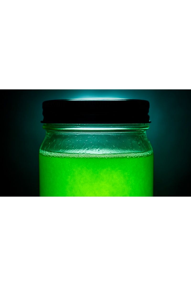 Is Phytoplankton Good for amano  Shrimp Larvae? Here’s Why Nannochloropsis Is a Game Changer
