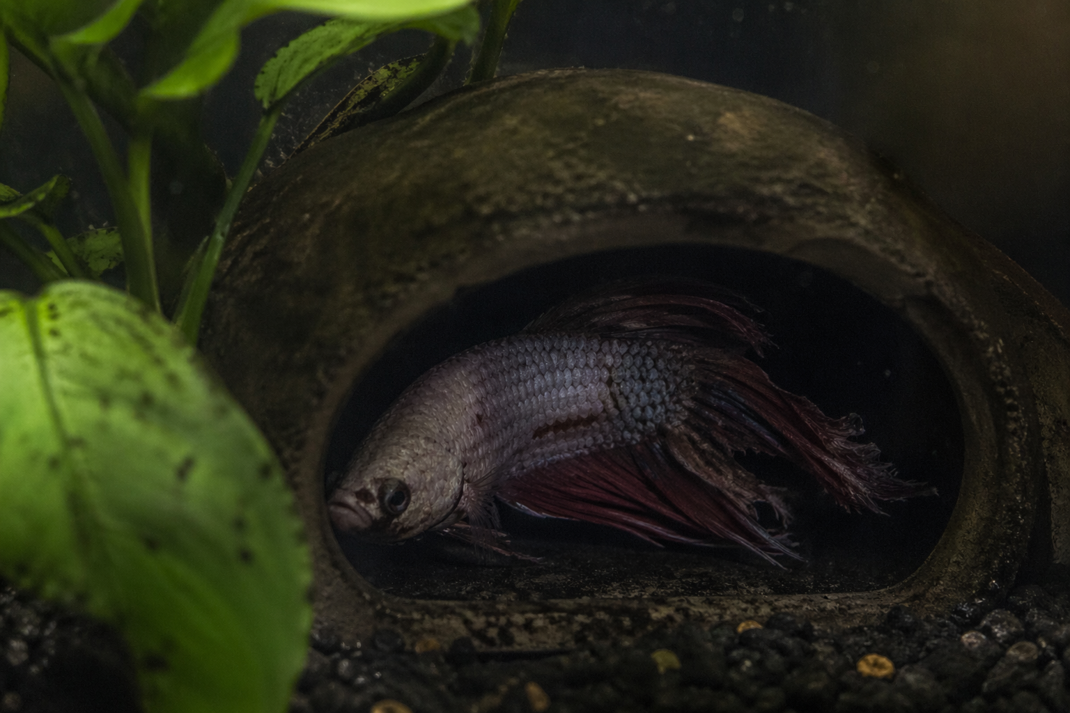 sick betta fish hiding in cave not eating showing stress and illness signs in aquarium