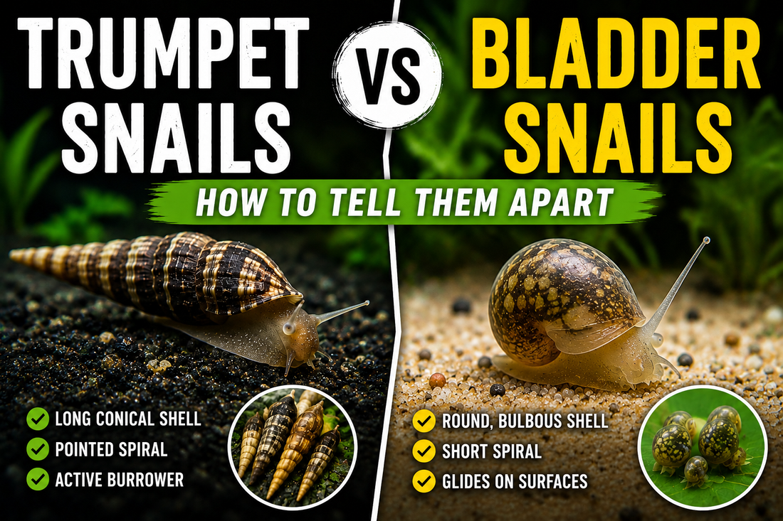 Side-by-side comparison of a Malaysian trumpet snail and bladder snail showing differences in shell shape, spiral length, and aquarium behaviour.