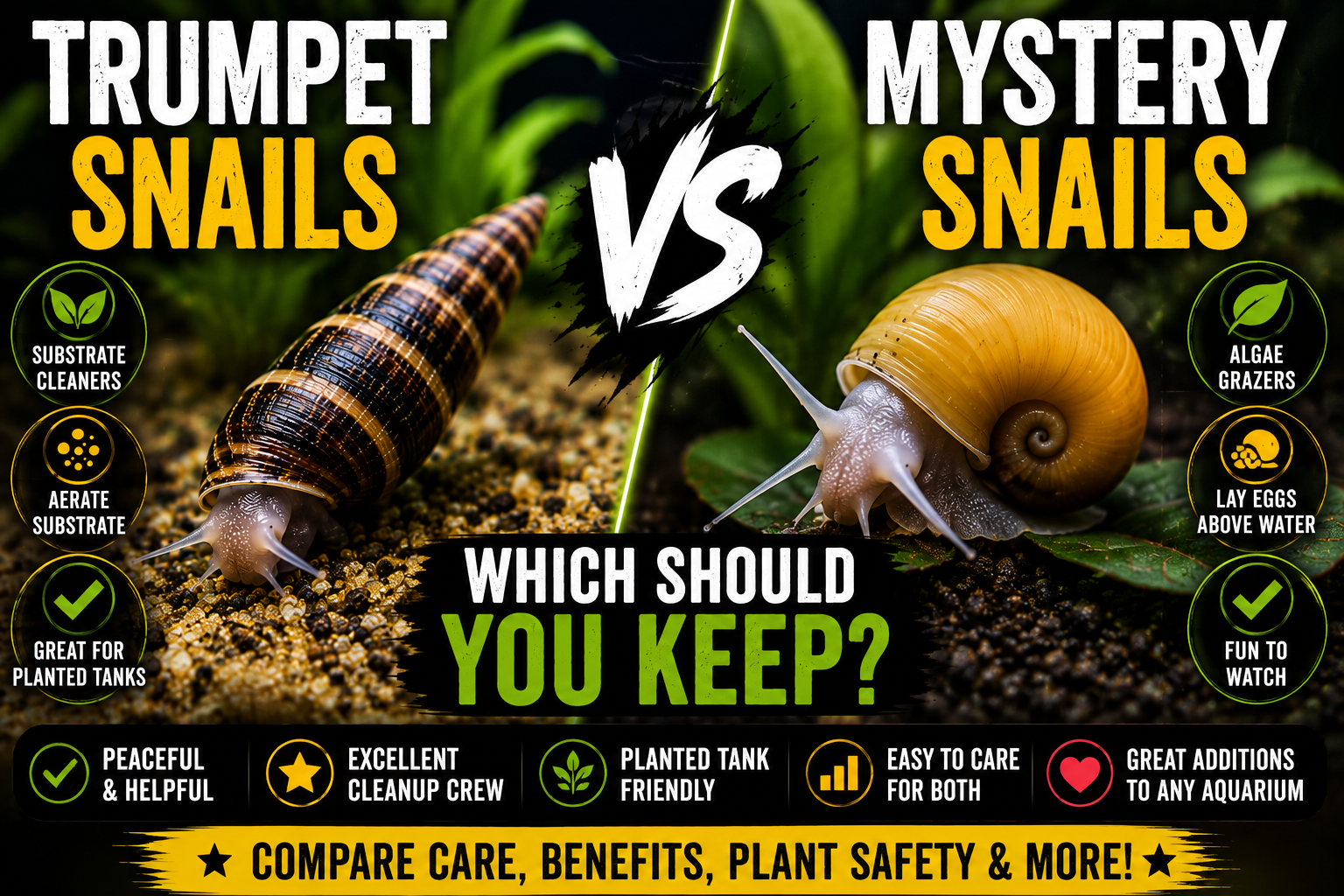 Side-by-side comparison of Malaysian trumpet snails and mystery snails in a planted freshwater aquarium, highlighting their differences in substrate cleaning, algae control and plant safety.
