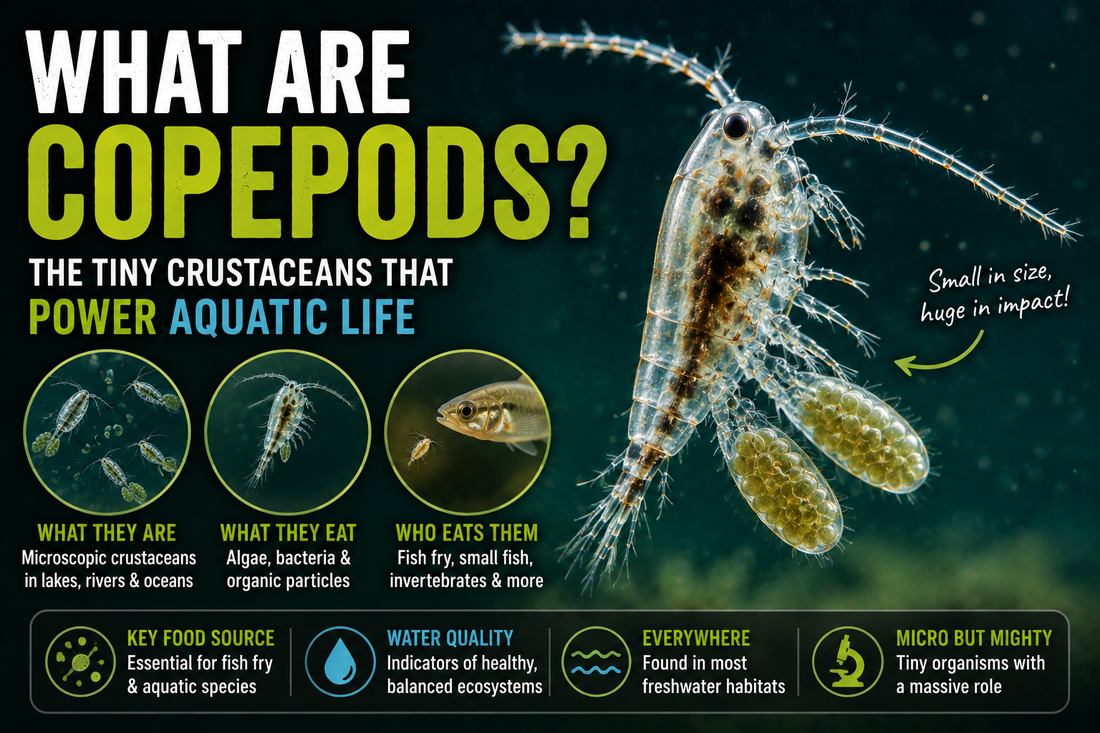 What Are Copepods?