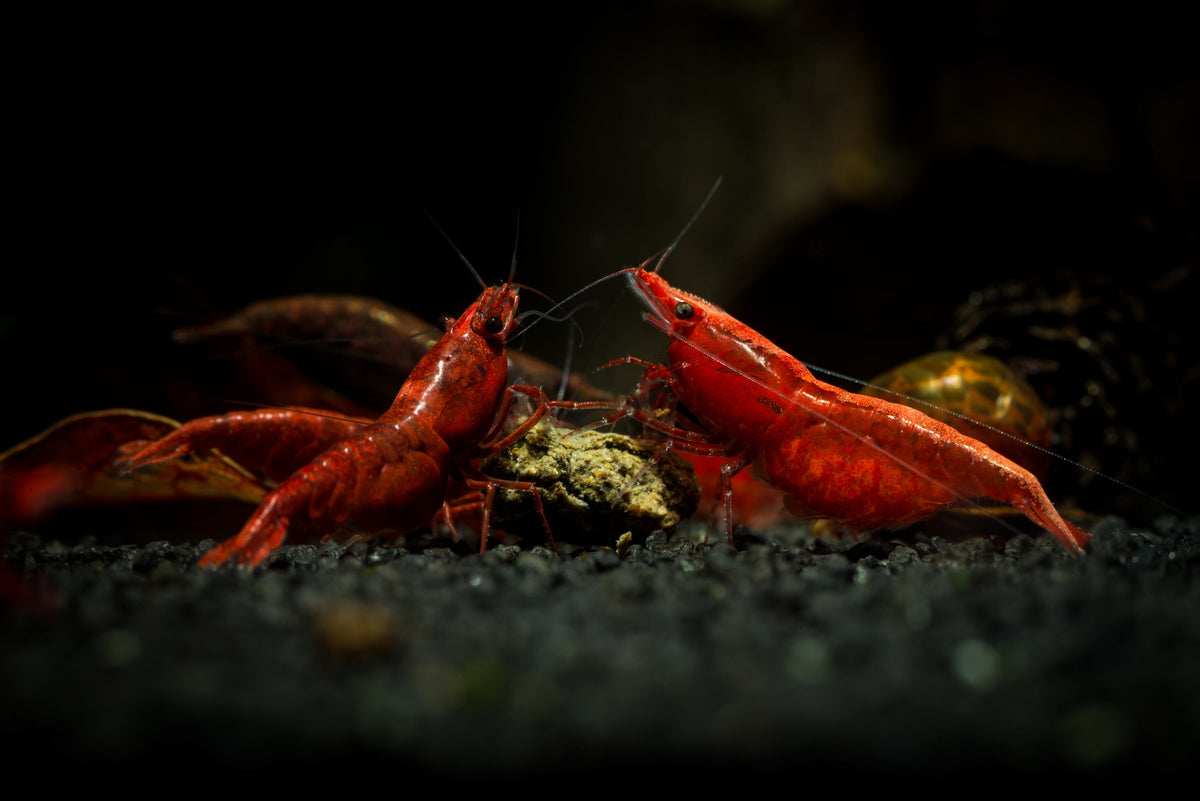 Shrimp & Inverts