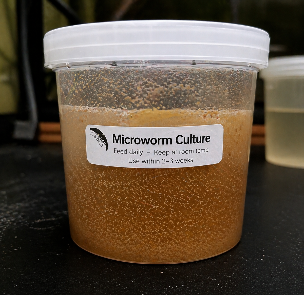 microworm culture in container used as live food for betta fry and small fish high protein starter food for aquarium breeding