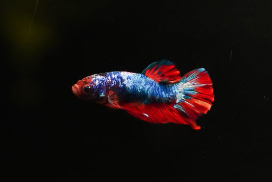 PK Male Koi (individually pictured)