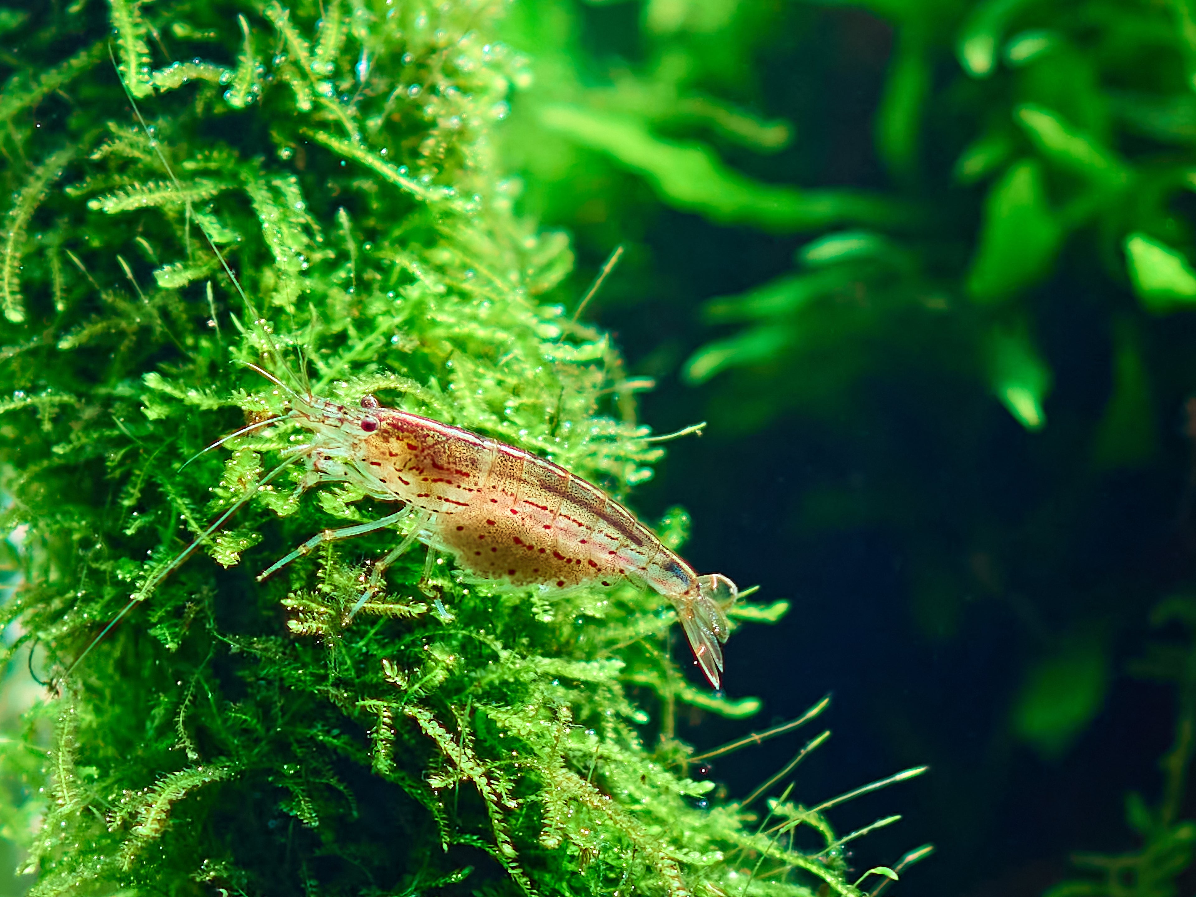 berried female amano shrimp in planted aquarium