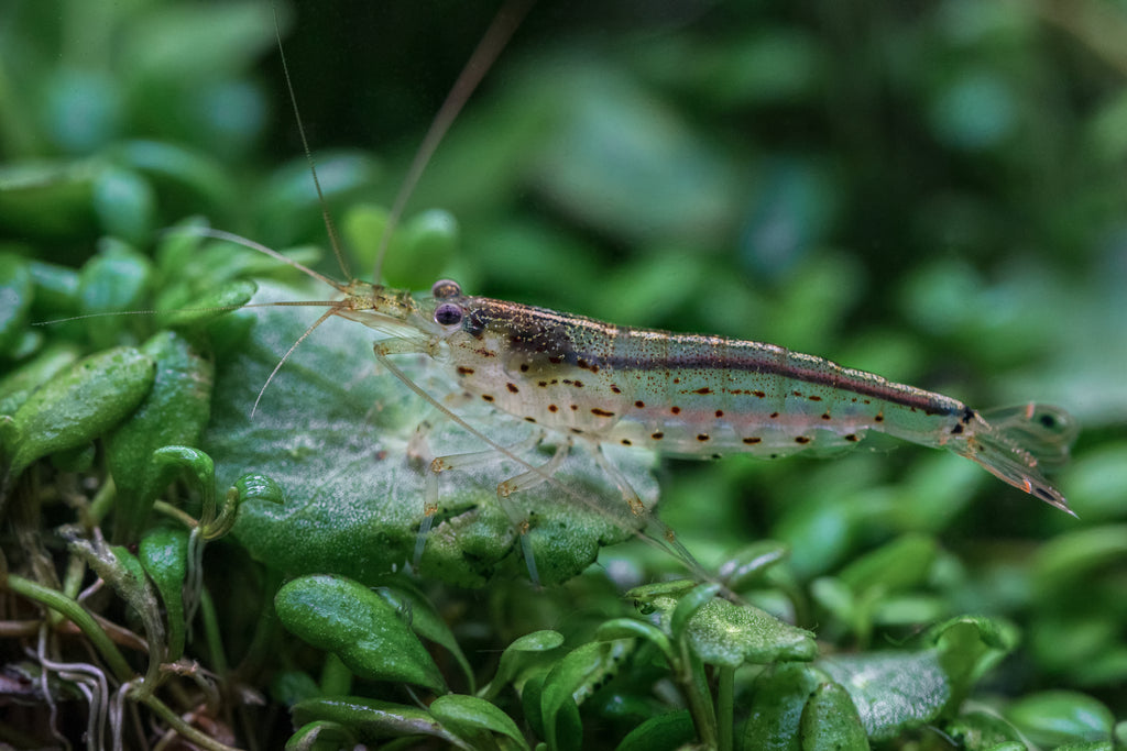 Amano shrimp eating algae in planted freshwater aquarium Canada