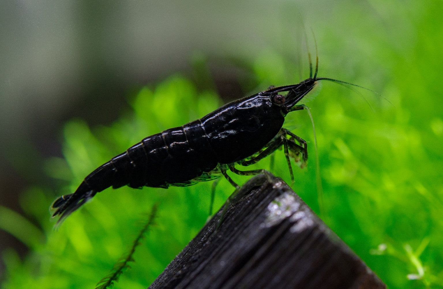 black rose cherry shrimp neocaridina davidi close up in planted aquarium canada freshwater shrimp for sale