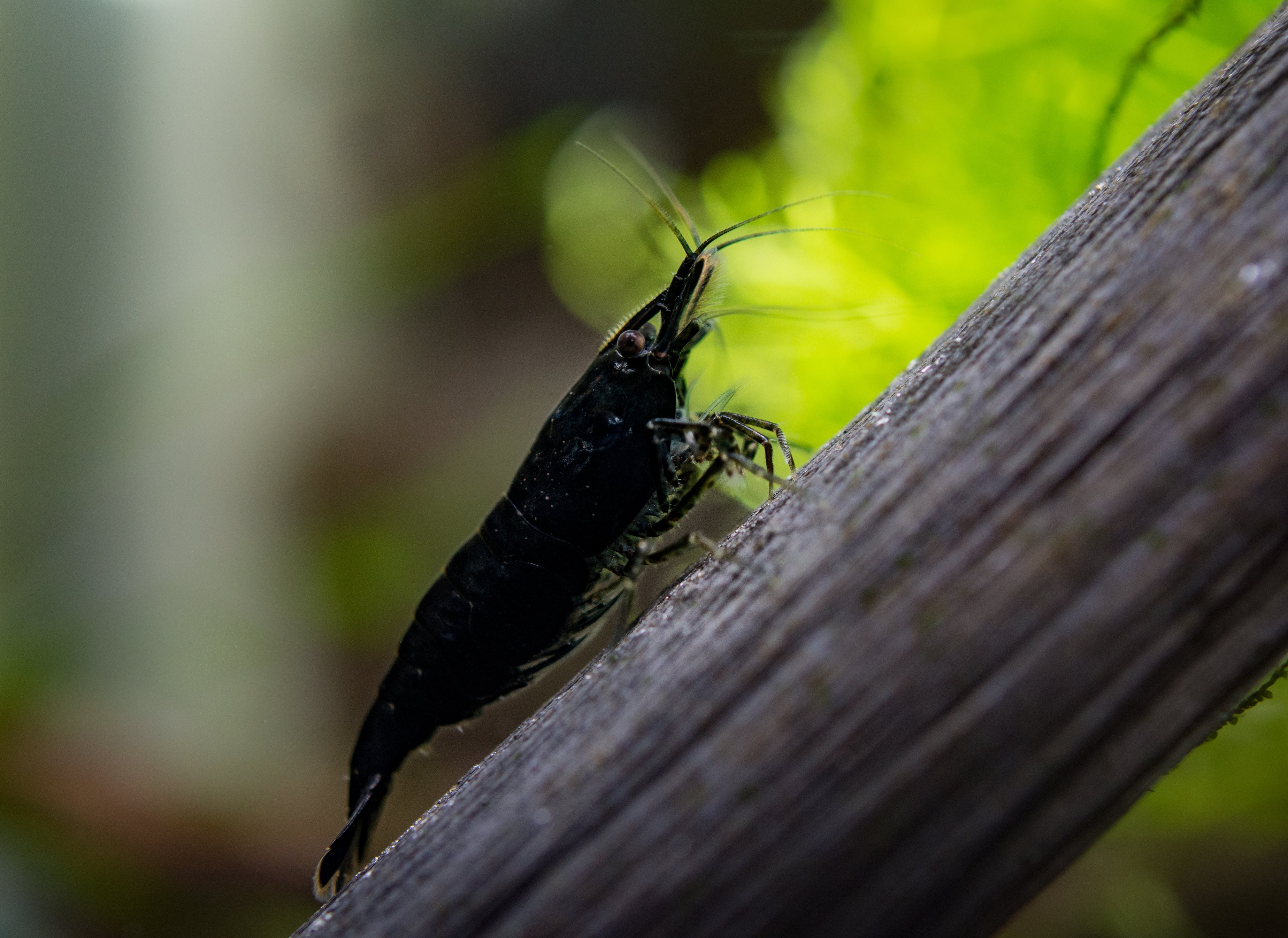 black rose neocaridina shrimp in freshwater aquarium canada dark cherry shrimp grazing on substrate planted tank