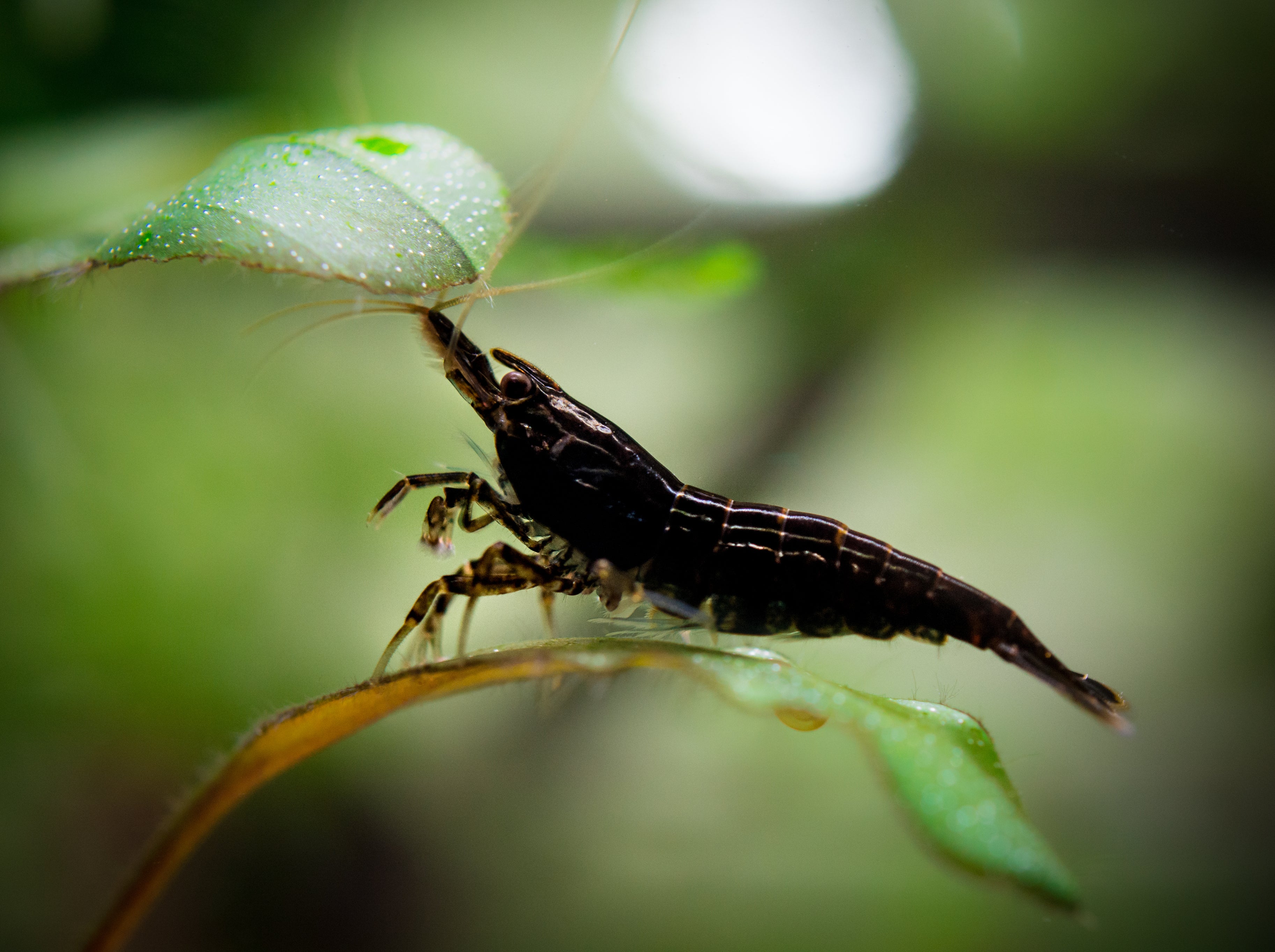 Black Rose Neocaridina shrimp Canada freshwater aquarium shrimp dark coloration