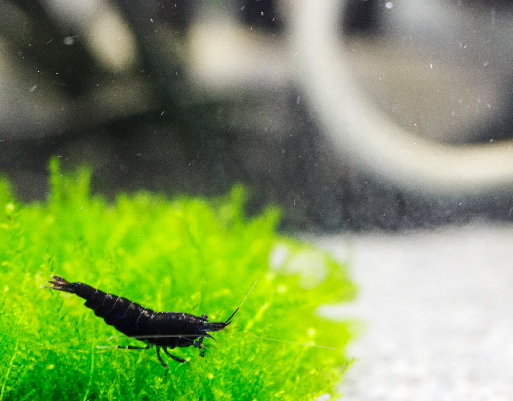 Black Rose Shrimp – Neocaridina