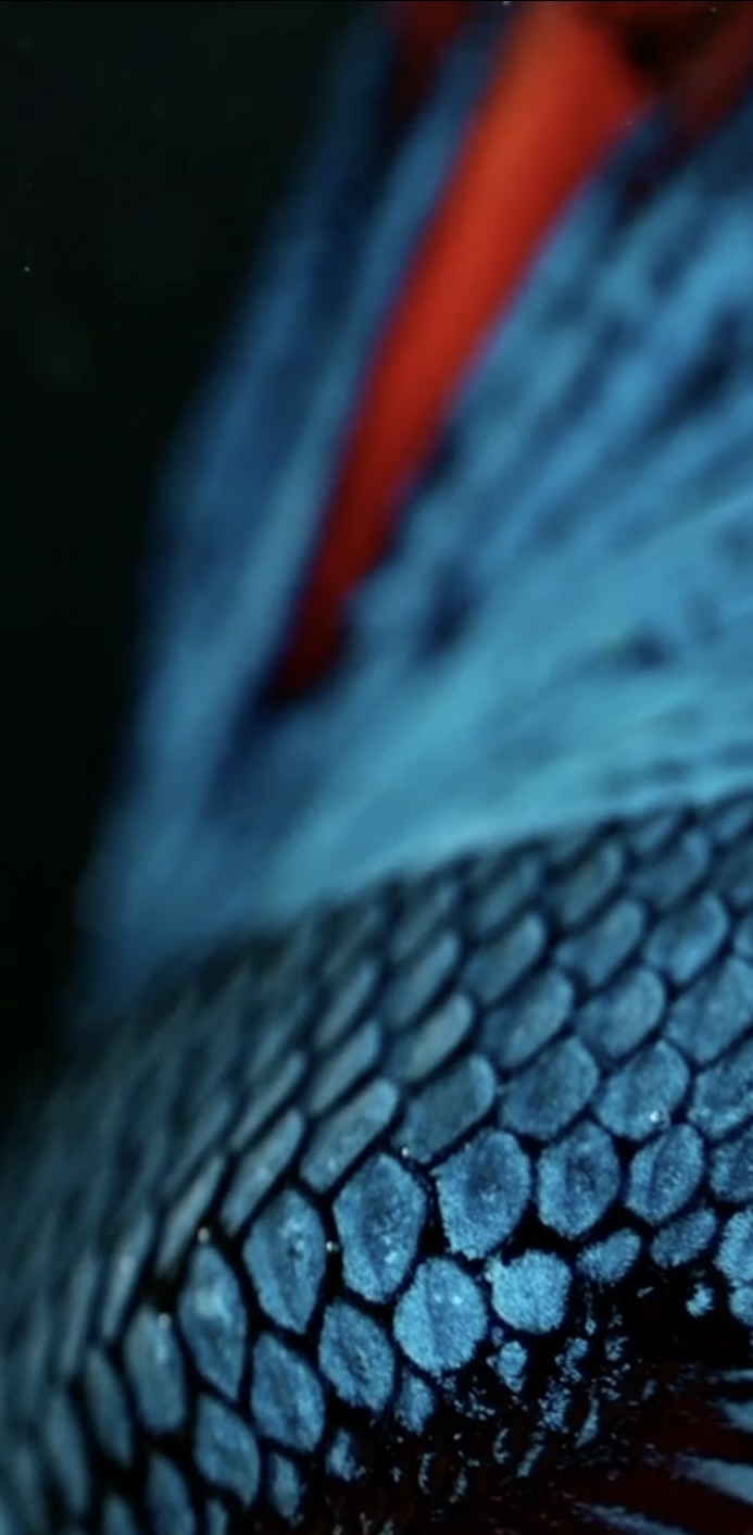 Macro photograph of a colorful betta fish with vibrant scales at Blackwater Aquatics Canada