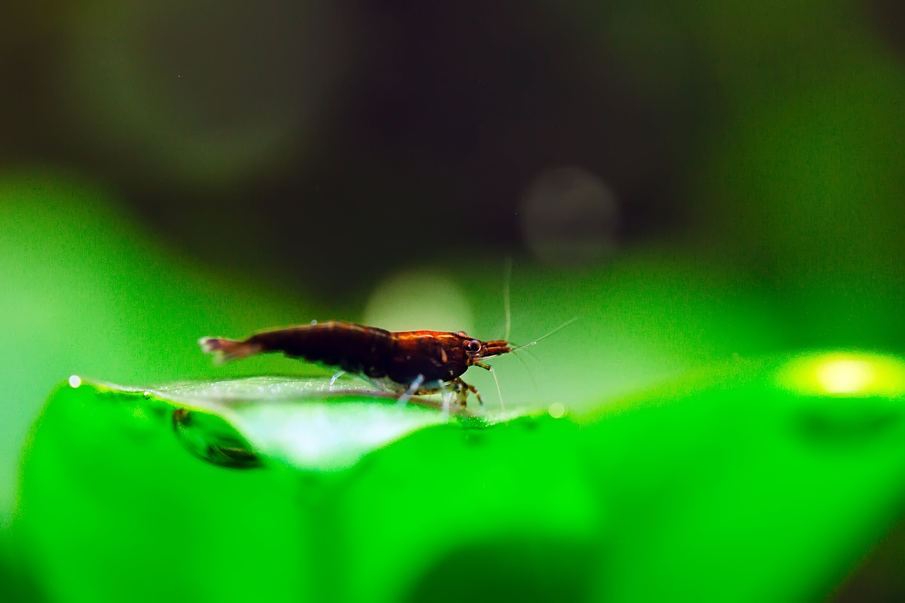 Bloody Mary shrimp breeding colony Canada red Neocaridina group aquarium shrimp