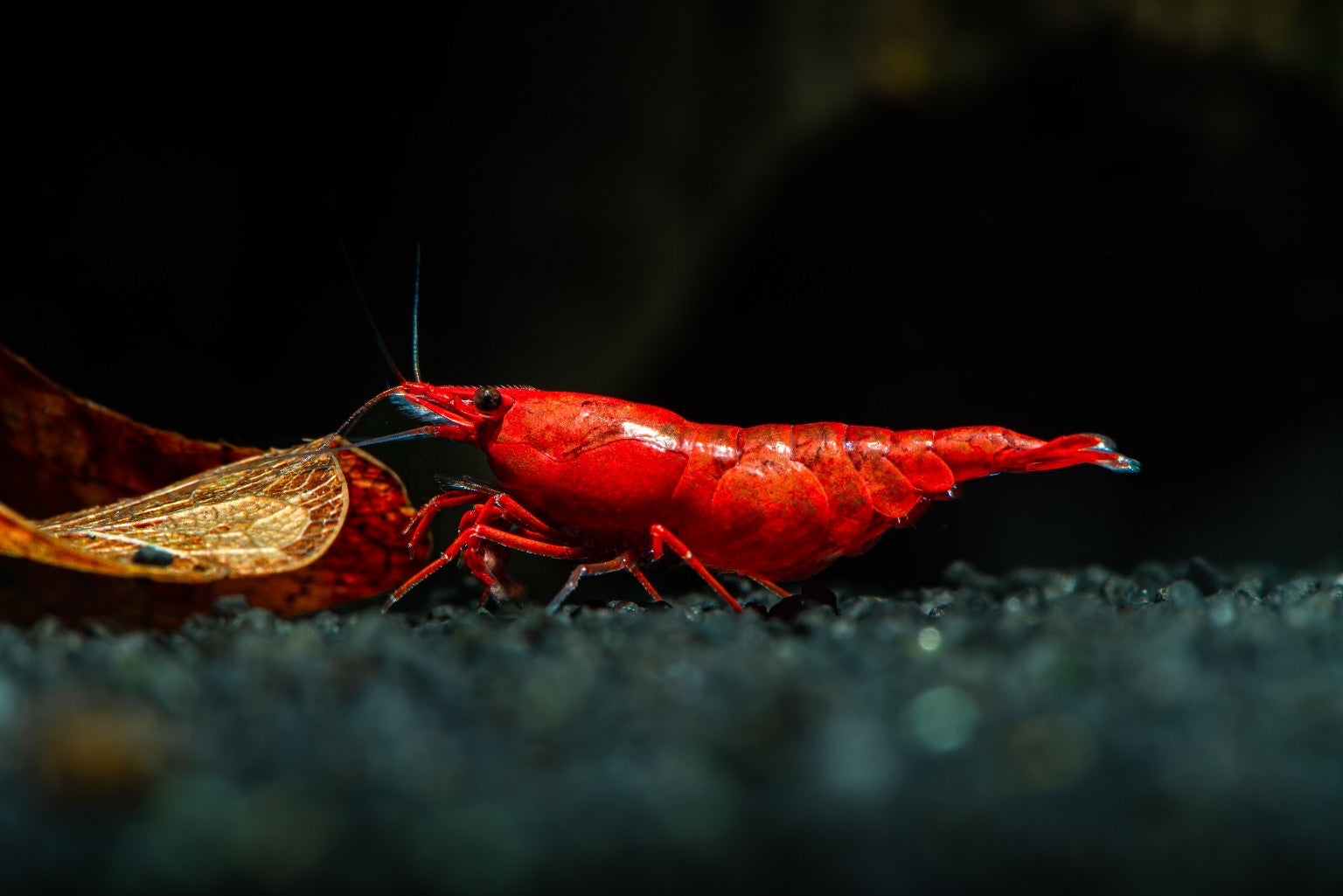 Bloody Mary shrimp Canada deep red Neocaridina freshwater aquarium shrimp close up