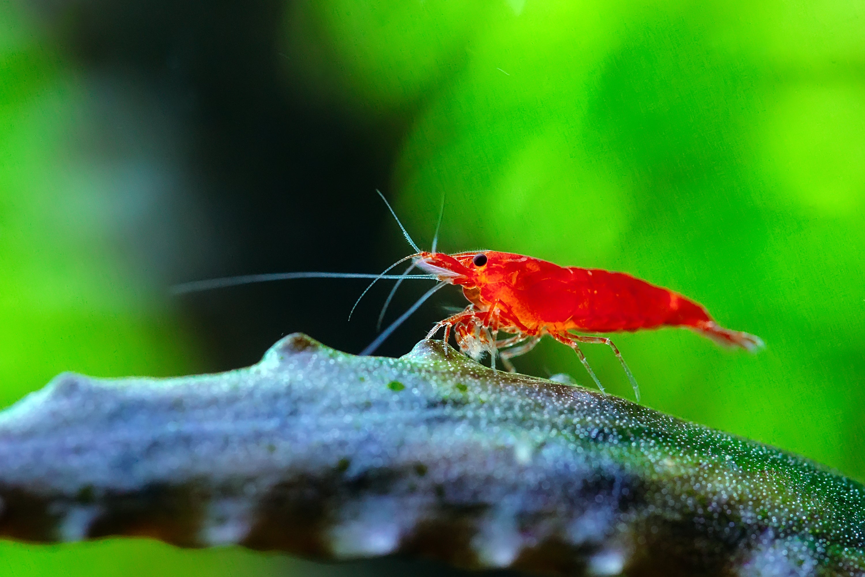 Cherry shrimp Canada red Neocaridina freshwater aquarium shrimp close up