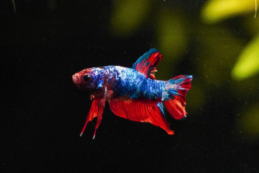 PK Male Koi (individually pictured)