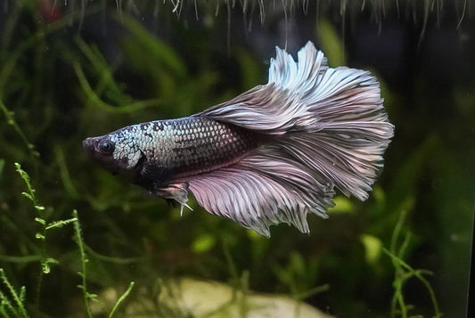 HM Copper Male Betta (individually pictured)