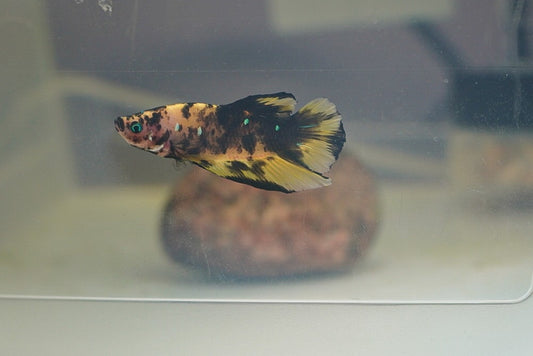 pk koi male (individually pictured)