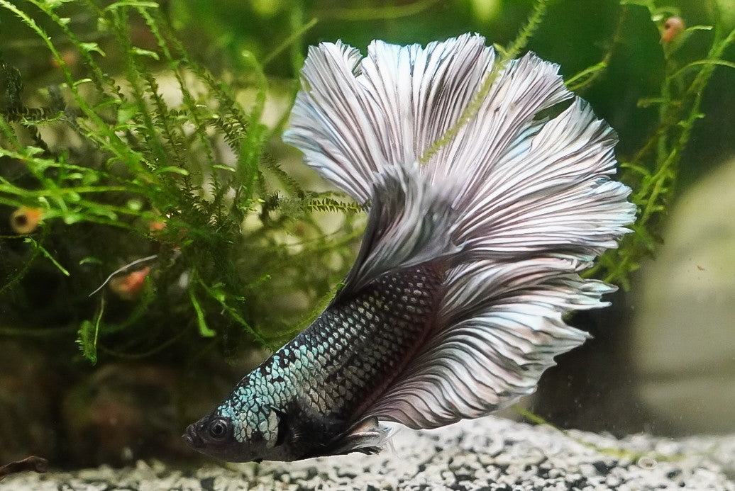 HM Copper Male Betta (individually pictured)